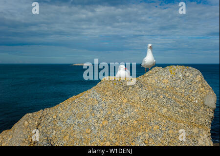 Ein steckverbinderpaar silberne Möwen sitzen friedlich auf einem großen Granitfelsen auf der Fleurieu Halbinsel mit Blick auf die Great Southern Ocean. Stockfoto