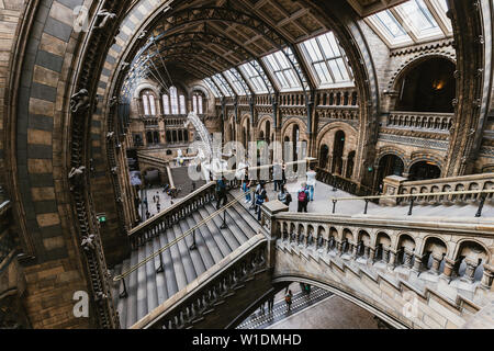 LONDON - 26. JUNI 2019: Innenraum des Natural History Museum in London. Stockfoto