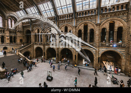 LONDON - 26. JUNI 2019: Innenraum des Natural History Museum in London. Stockfoto