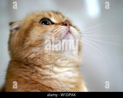 Mai 2019 - Scottish Fold kitten Stammbaum Stockfoto