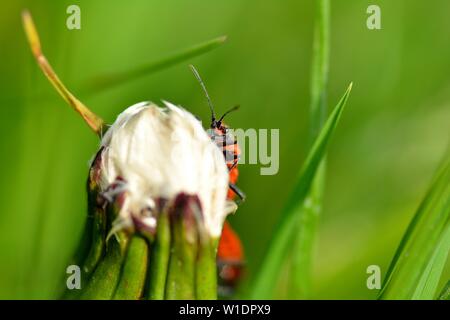 Corizus hyoscyami Bug (Zimt), sitzend auf Löwenzahn blühen und neugierig auf die Zukunft mit viel Grün Natur Hintergrund Stockfoto