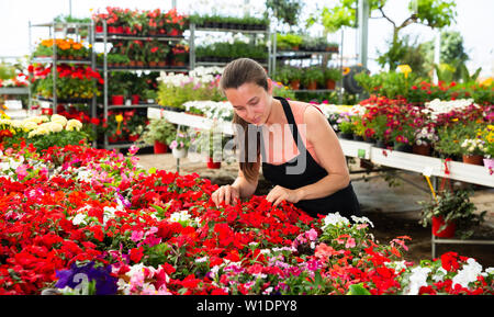 Positive weibliche Blumenhändler in Schürze arbeiten mit Begonia Pflanzen im Gewächshaus im Innenbereich Stockfoto