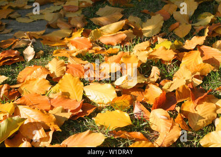 Herbst bunte Blätter aus Buche auf Gras gefallen. Stockfoto
