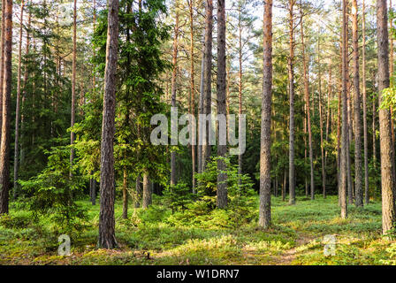 Sonnenlicht auf Bäume in einem Kiefernwald bei Sonnenuntergang. Sommer Natur Landschaft. Stockfoto