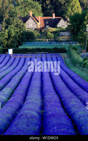 Allgemeine Ansicht der Lavendel in Felder auf Schloss Hof in der Nähe von Sevenoaks in Kent. Stockfoto