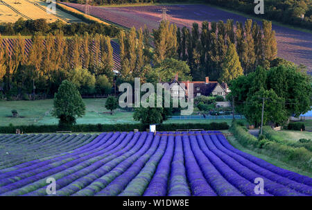 Allgemeine Ansicht der Lavendel in Felder auf Schloss Hof in der Nähe von Sevenoaks in Kent. Stockfoto