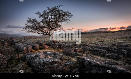 Ein einsamer verwitterter Baum in den Kalkstein Pflaster der Yorkshire Dales National Park Stockfoto