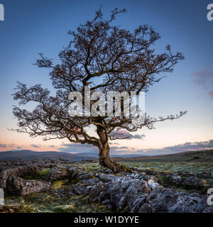 Ein einsamer verwitterter Baum in den Kalkstein Pflaster der Yorkshire Dales National Park Stockfoto