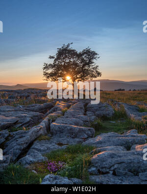 Ein einsamer verwitterter Baum in den Kalkstein Pflaster der Yorkshire Dales National Park Stockfoto