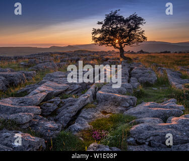 Ein einsamer verwitterter Baum in den Kalkstein Pflaster der Yorkshire Dales National Park Stockfoto