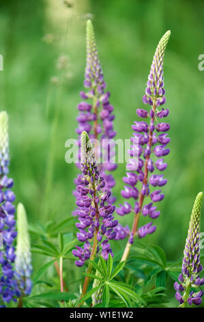 Wilde Lupinen (Lupinus perennis) groing an der Seite der Straße, Petite Riviere, Nova Scotia, Kanada, Stockfoto