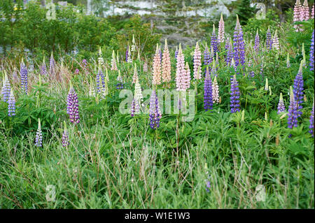 Wilde Lupinen (Lupinus perennis) groing an der Seite der Straße, Petite Riviere, Nova Scotia, Kanada, Stockfoto