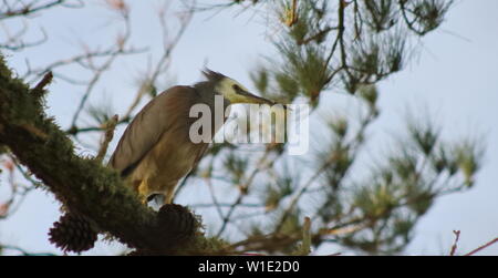 Grau konfrontiert Heron auf eine grosse Niederlassung Stockfoto