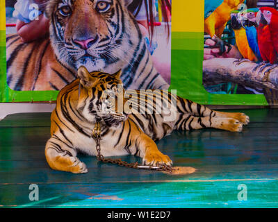 Tiger in der Kette für Fotos mit Touristen in Nong Nooch Tropical Botanical Garden, Pattaya, Thailand Stockfoto