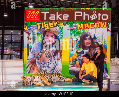 Tiger in der Kette für Fotos mit Touristen in Nong Nooch Tropical Botanical Garden, Pattaya, Thailand Stockfoto
