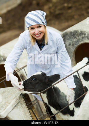 Vet Pflege des neugeborenen Kalb im Tierhaltungsbetrieb Stockfoto