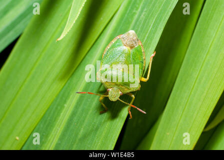 Grünes Schild Bug Stockfoto