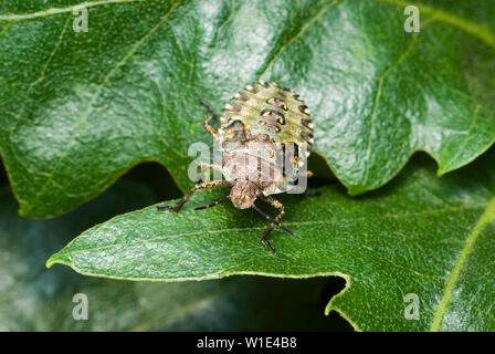 Wald Shield Bug Nymphe Stockfoto