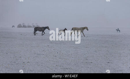 Pferde im Schnee - Alm unter fallenden Schnee bedeckt. Kirgisistan reisen. Stockfoto