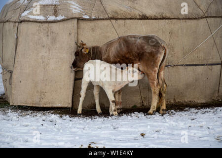 Ein Kalb saugt das Euter einer Kuh vor dem Hintergrund einer Jurte im Schnee. Stockfoto