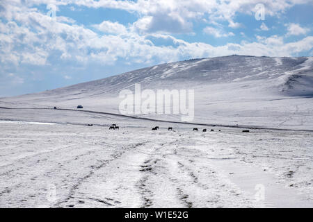 Pferde grasen auf einem schneebedeckten Weide vor dem Hintergrund der Hügel und ein blauer Himmel mit Wolken. Son-Kul See. Stockfoto