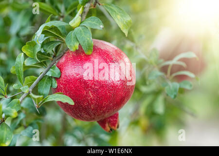 Reifer Granatapfel Obst auf einem Ast Stockfoto