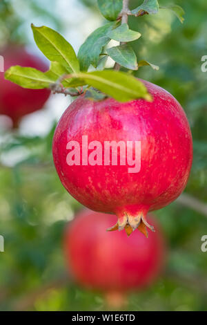 Reifer Granatapfel Obst auf einem Ast Stockfoto