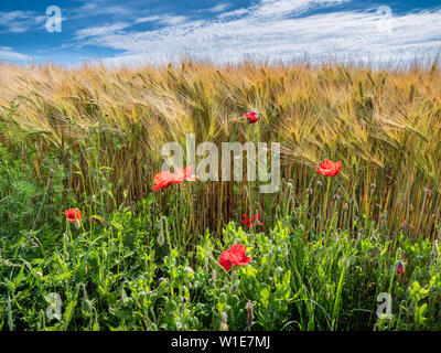 Gerste und Mohn in einer dänischen Feld Stockfoto