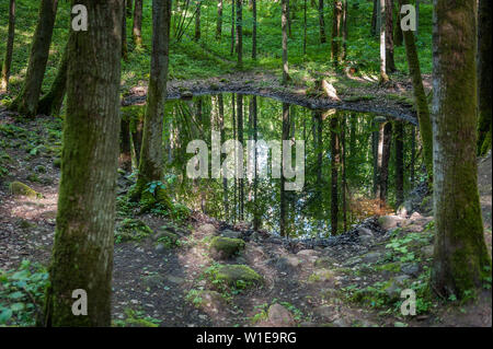 Geheimnisvolle See in der Pokaini Wald. Steine, Wurzeln von Bäumen und Farnen am Ufer. Lettland. Ostsee. Landschaft. Stockfoto