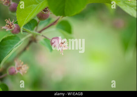 Abstrakte verschwommenen Hintergrund der kleine rote Äpfel am Zweig im Frühling wächst. Apfelbaum in den Obstgarten. Selektive konzentrieren. Stockfoto