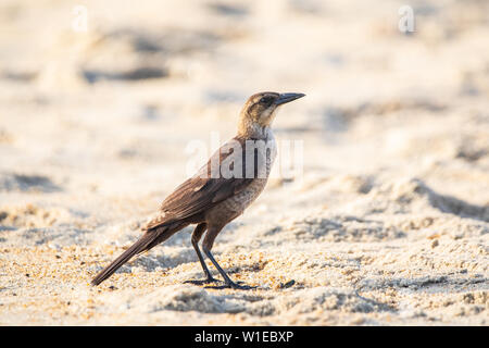 Ein Boot-tailed grackle Posen am Strand. Stockfoto