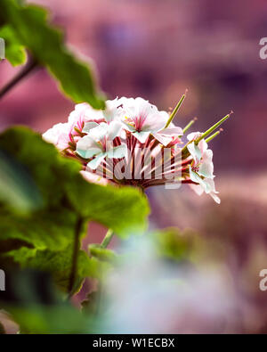 Eine Reihe von weißen Blumen auf verschwommenen Hintergrund in Nepal Stockfoto