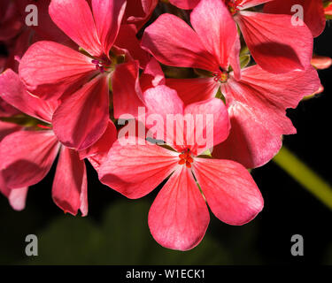 Geranie ist eine Gattung von 422 Arten der Blüte jährlich, Biennale, und mehrjährigen Pflanzen, die in der Regel als cranesbills bekannt. in Nepal Stockfoto