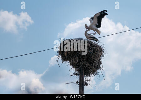 Weißstörche Paarung in einem großen Stock Nest auf einem hölzernen Fernschreiber oder Utility Pole in Europa während der Brutzeit Stockfoto