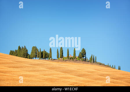 Schöne typische Landschaft des Val d'Orcia in der Toskana withvivid Farben im Sommer, Val d'Orcia, Toskana, Italien Stockfoto