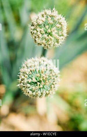 Zwiebel Samen auf reife Klinge, Kugelform Kopf voll mit Samen von oben gesehen Stockfoto