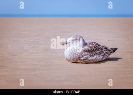 Ein einsamer Jugendlicher Möwe sitzend auf einen leeren Strand Stockfoto