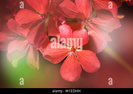 Geranie Blüte closeup Hintergrund verschwommen Licht effacet Stockfoto