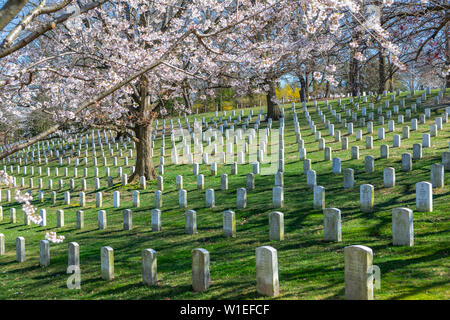 Blick auf die Grabsteine in Arlington National Cemetery im Frühling, Washington D.C., Vereinigte Staaten von Amerika, Nordamerika Stockfoto