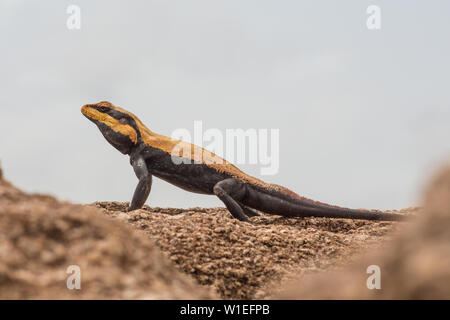 A South Indian Rock agama lizard Aalen in der Sonne. Stockfoto