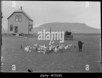 Hancock Homestead. Siedler von Benson, Minn. Kleines Mädchen Fütterung Hühner gegen den Hintergrund von Haus, buckboard Wagon, und Ridge von Plateau, Sun River, Mont durch Lubkin, 23. Juni 1910 Stockfoto