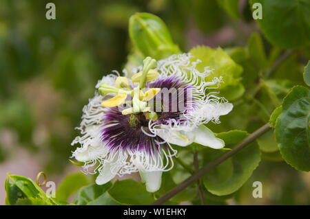 Nahaufnahme einer passionsblume Blume mit Blättern der Pflanze im Hintergrund Stockfoto