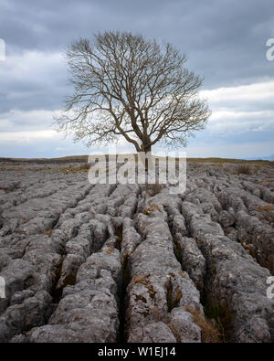 Ein einsamer verwitterter Baum in den Kalkstein Pflaster der Yorkshire Dales National Park, Yorkshire, England, Vereinigtes Königreich, Europa Stockfoto