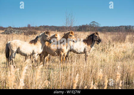 Wild Konik Pferde am Flussufer auf Wicken Fen, Wicken, in der Nähe von Ely, Cambridgeshire, England, Vereinigtes Königreich, Europa Stockfoto