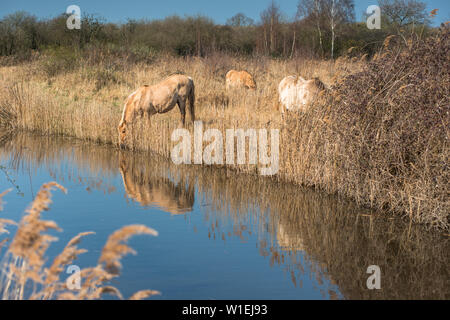 Wild Konik Pferde am Ufer der Mönche Lode auf Wicken Fen, Wicken, in der Nähe von Ely, Cambridgeshire, England, Vereinigtes Königreich, Europa Stockfoto