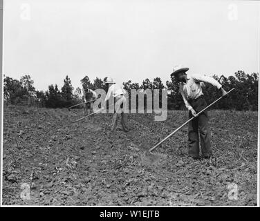 Harmonie der Gemeinschaft, Putnam County, Georgia... Wenn die Baumwolle drei oder vier Wochen alt ist, die Zeilen o. . .; Umfang und Inhalt: Die Bildunterschrift lautet wie folgt: Harmonie der Gemeinschaft, Putnam County, Georgia... Wenn die Baumwolle drei oder vier Wochen alt ist, die Zeilen der eng Einzelpflanzen mit Hacken zerkleinert sind, so dass sie in kleine Klumpen von Hoe getrennt - breite Räume aufgeteilt. Diese Arbeit muss innerhalb einer bestimmten Zeit getan werden, und in der Regel jedes Mitglied der Familie hilft heraus.... zeigt Harmonie ist einer [Afrikaner] Eigentümer und zwei seiner Enkel Baumwolle hacken. Die Dürre in diesem Jahr h Stockfoto