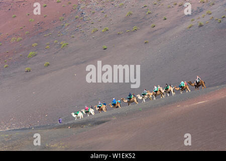 Touristische Kamel Zug in roten vulkanischen Landschaft, den Nationalpark Timanfaya, Yaiza, Lanzarote, die die Provinz Las Palmas, Kanarische Inseln, Spanien, Atlantik, Europa Stockfoto