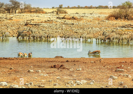 Zebras und Springböcke trinken bei Okaukuejo Wasserloch, Etosha National Park, Namibia, Afrika Stockfoto