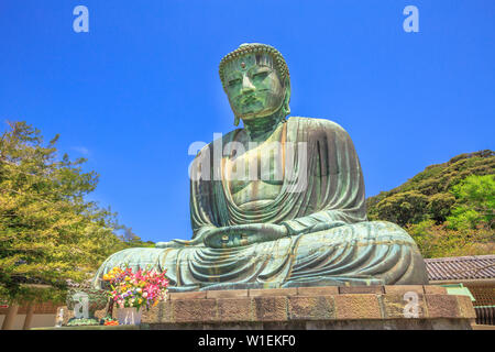 : Großer Buddha (daibutsu), einer der größten Bronze Statue von Buddha Vairocana, Kotoku-in buddhistischen Tempel in Kamakura, Japan, Asien Stockfoto