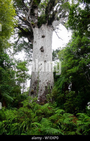 Riesige Kauri baum Tane Mahuta (Agathis australis), Northland, North Island, Neuseeland, Pazifische Stockfoto